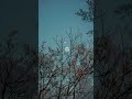 NOCTRA0967 #noctra #cinematicmusic #darkambient #atmospheric #nature #forest #shorts