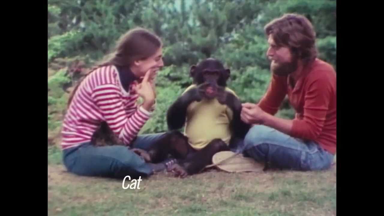 Как ученые пытались превратить обезьяну в человека. Ним Чимпски — обезьяна, говорящая жестами. Фото.