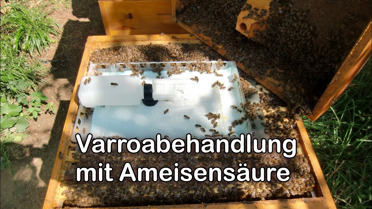 Varroabehandlung mit Ameisensäure 🐝 (Nassenheider Verdunster)