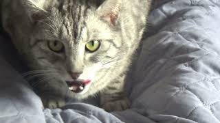 NIUNIEK AND WHITEY - 2 cat friends playing on my bed by kotomaniak 58 views 2 years ago 6 minutes, 7 seconds