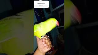 #parrot #funny #cute #comedy