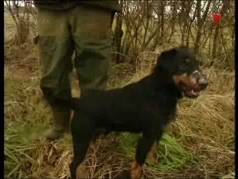 მელიაზე ნადირობა.mp4