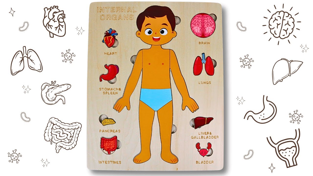 Learn Internal Organs with Puzzle for Kids + Fun Facts About Human Body Organ | Science for Kids 🧠🧩