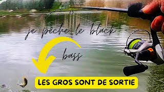 LE BLACK BASS , un magnifique poisson de sport.               Sensations garanties.