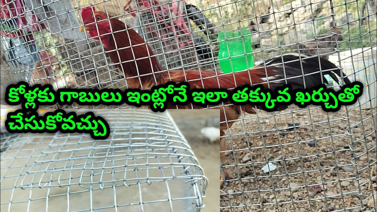 కోళ్లకు గాబులు ఇంట్లోనే ఇలా తక్కువ ఖర్చుతో చేసుకోవచ్చు#cvsfarmsandagriculture #aseel #poultryfarming