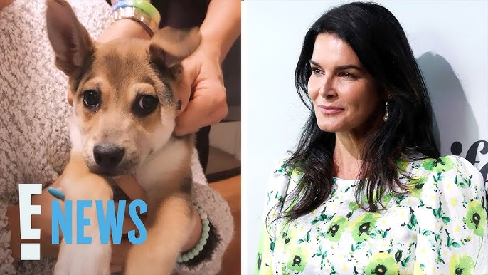 Law Order S Angie Harmon Says Delivery Driver Shot Killed Her Dog