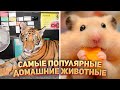 Самые популярные домашние животные 