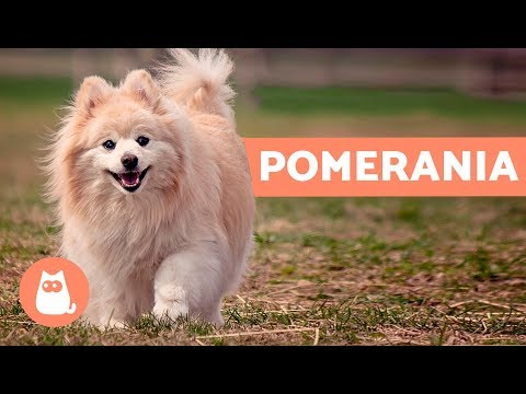 El perro pomerania - Características y cuidados