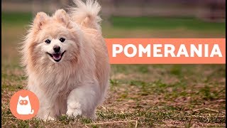 The Pomeranian dog - Characteristics and care screenshot 4