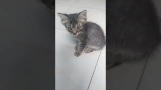 keluarga meong - bermain