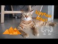 Cat VS Human speed test! Is my cat an Egyptian Mau Breed? の動画、YouTube動画。