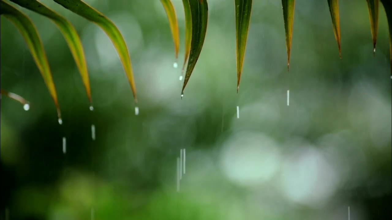 8 Hours Of Relaxing Music Sleep Music With Rain Sound Piano Music For 8-hours-of-relaxing-music-sleep-music-with-rain-sound-piano-music-for