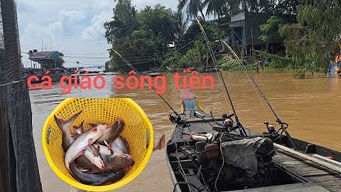 săn cá lăng mùa nước đổ và cá giáo đầu nguồn sông tiền....toàn 67 vlog