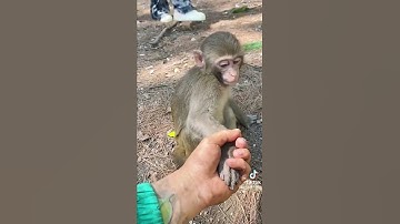 Cute little monkey 🐒 ☺😄#tiktok #video #funny #cute #shorts #animals #viral #monkey