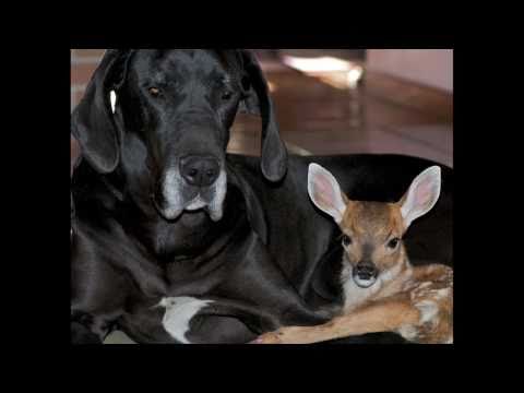 DOG ADOPTS FAWN. (KATE AND PIPPIN)