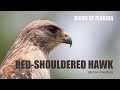 Birds of Florida -Red-shouldered Hawk