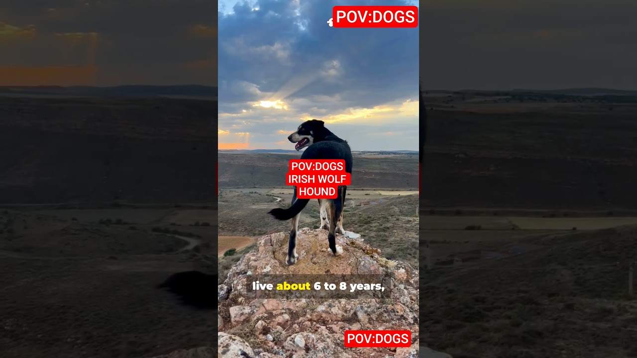 "IRISH WOLF HOUND, the tallest ofall dog breeds." 