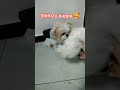 shihtzu puppy 🥰😍 ll shihtzu dog 🐶🥰 #viral #pets #dog #love #minivlog #shorts #ytshorts