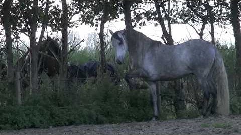 Stallion meets neighbours