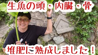 生イワシの頭・内臓・骨は堆肥になり得るのか❗❓１Kg分を熟成して畑にGO❗