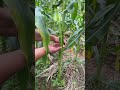 A time tested tip from veteran farmers for boosting corn yields—don’t skip this step! #Cor