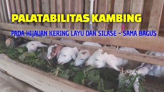 PALATABILITAS TERNAK KAMBING TERHADAP RUMPUT KERING LAYU DAN SILASE - SAMA BAGUS