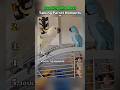 Ranking the best talking parrot moments (part 4) 😂 #shorts #funny #parrot