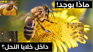 عجائب مملكة النحل /جولة داخل خلية النحل / نحل العسل/غذاء ملكات النحل/شمع العسل