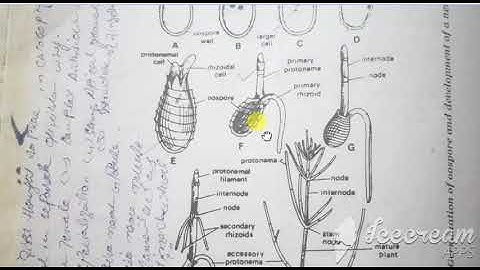 Bsc Part 2. Botany. Division Charophyta(Life cycle of Chara)