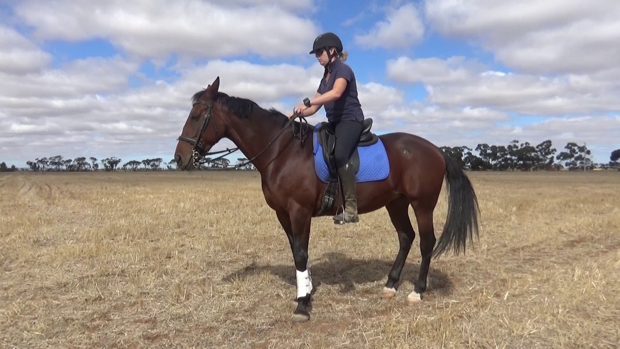 How To Retrain A Standardbred Horse