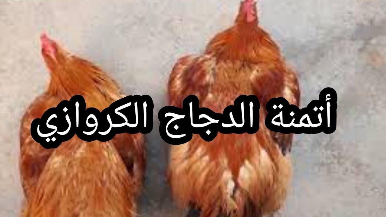 درت جولة في رحبة الدجاج البلدي والكروازي  أجيو تشوفو معايا الاثمنة و  بشحال بعت لفرارج ديالي