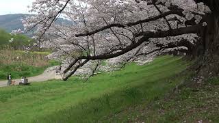 桜舞う 京阪お花見 背割堤  2024年4月8日早朝 the slowly falling cherry blossoms are pleasant  with a moderate wind