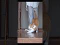 実は必殺仕事人な猫侍 #元野良猫チャチャ #猫侍 #猫武将 #cat #ねこ #猫#shorts