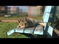 ベンチに座る猫 cat lying on a bench