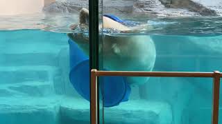 男鹿水族館ホッキョクグマの赤ちゃん！フブキ水中で遊ぶ！