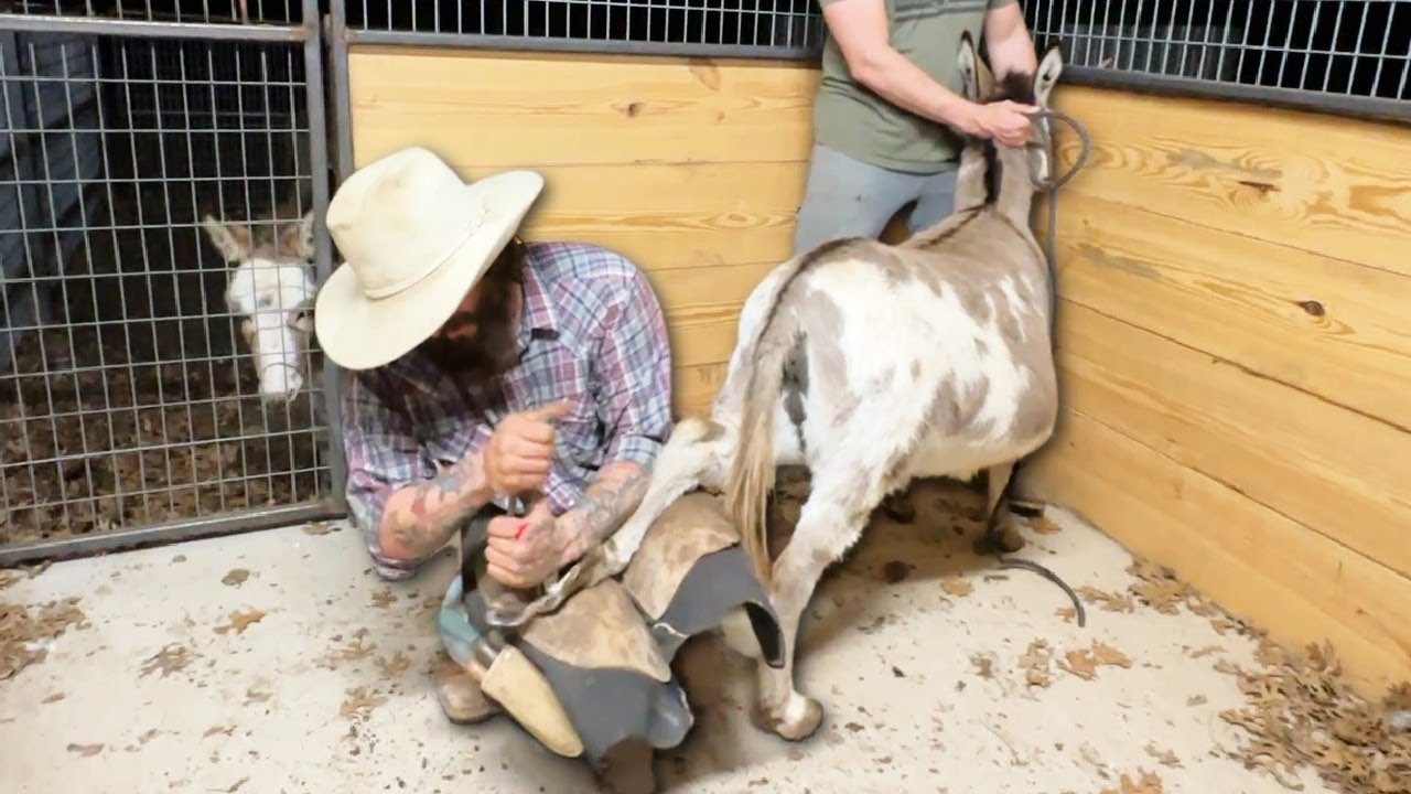 We Found a Farrier! YouTube