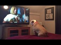 Khaleesi the Bulldog Reacts to Annabelle Prequel