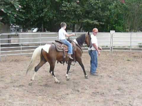 Patch - Spotted Saddle Horse - YouTube