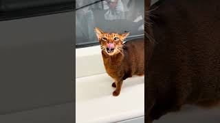 A Royal Cat On The Metro In Milan Dont Try This At Home With Your Cat