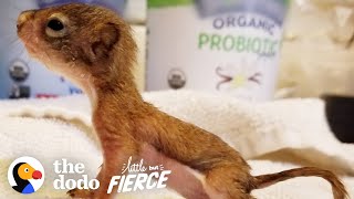 This Baby Squirrel's Smaller Than a AA Battery | The Dodo Little But Fierce