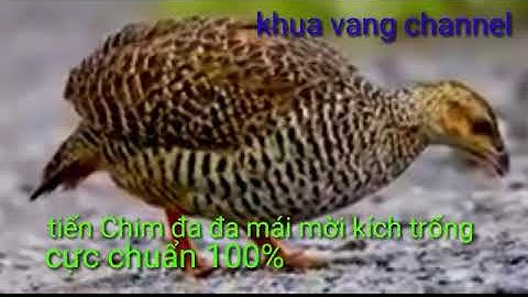 Suab poj qaib. qua ruas dib 100%