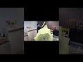 彼女さんへのプロポーズに40本のかすみ草の花束を作る動画です。part②#Shorts