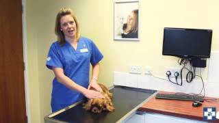 Our Services: Kennel Cough vaccinations for dogs explained by White Cross Vets 9,413 views 7 years ago 55 seconds