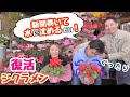 くた～っとなってしまっても「復活」出来ます！～シクラメン育て方シリーズ〜