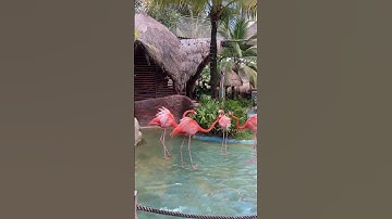 Thumbnail of The California Honeydrops - Touring Paradise 🏝🌊🛳