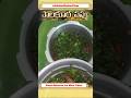 #shorts #food #andhrafood #dalrecipe #palak | Simple Paalakoora Pappu 😋 Dal Recipe