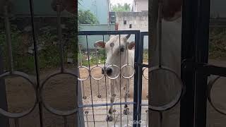 #&quot; கர்மவினை &quot;# YouTube shorts