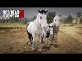 O POTRINHO ESTÁ CRESCENDO - Voltei para CASA - Red Dead Redemption 2