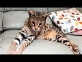 5 Different Savannah cat MEOWS and what they mean