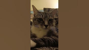 Thumbnail of 2 second song #funny #cat #trending #roadto100k #fyp #adorable #cute #roadto10k #comedy #funny